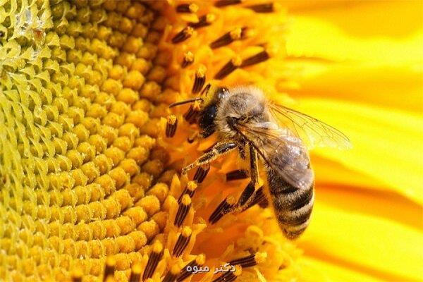 کاهش تعداد زنبورها در جهان به سلامت میلیونها نفر لطمه می رساند
