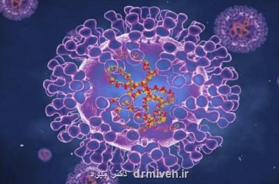 آبله میمون وارد استان قزوین نشده است