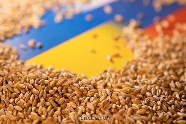 افزایش گرسنگی جهانی و انتشار کربن در صورت محدودیت صادرات غلات