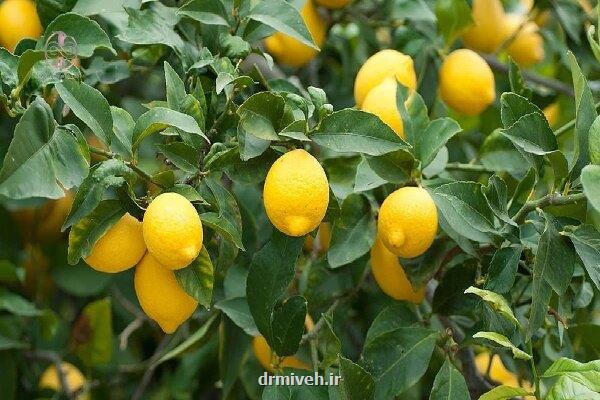 راز سلامتی در قطره های ترش لیمو!