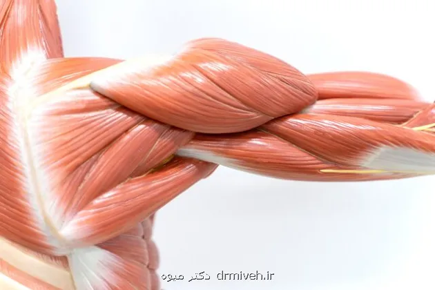 آغاز تحلیل عضلانی از ۳۰ سالگی