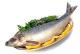مصرف ماهی باعث افزایش قدرت باروری می گردد