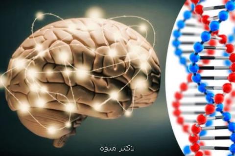 سبك زندگی بر ضریب هوشی تاثیر می گذارد