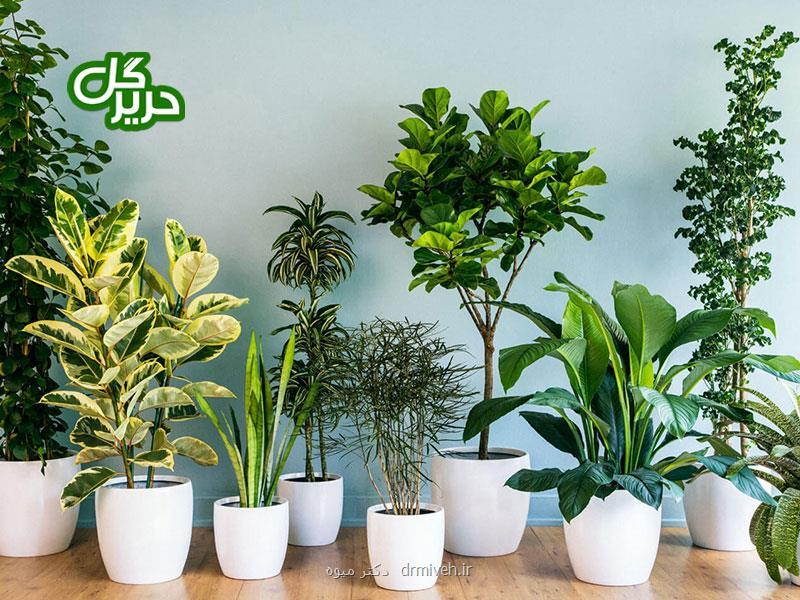 چند ترفند ساده برای خوشگلاسیون منزل شما با گیاهان آپارتمانی
